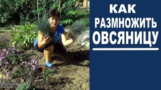 Декоративные злаки для сада. Овсяница сизая размножение делением куста