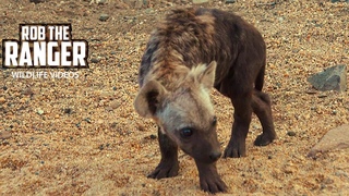 Hyena Den Next To The Road | Kruger National Park