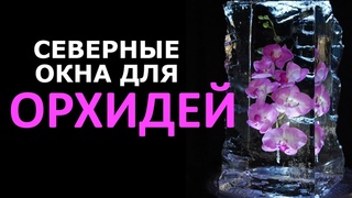 Северные окна для ОРХИДЕИ, плюс БОМБИЧЕСКОЕ удобрение за 32 рубля