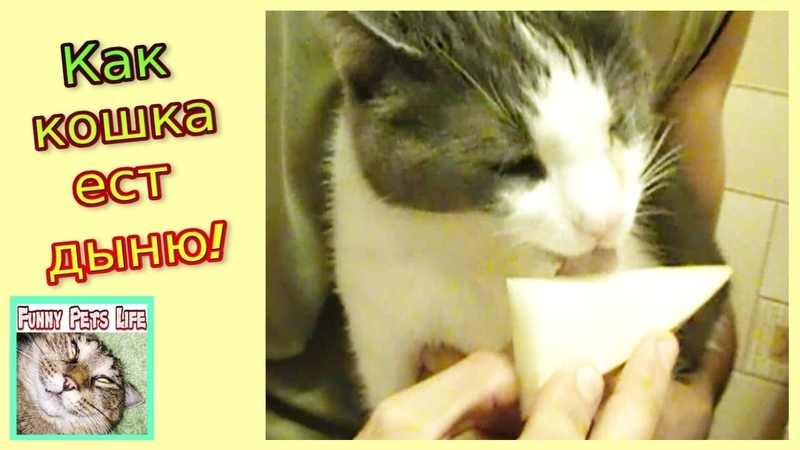 Кошка ест дыню. Кот лижет дыню. Кот любит