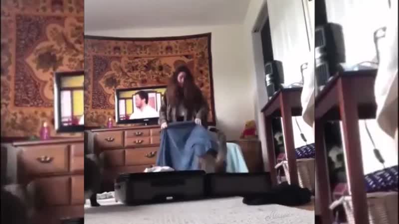 Залезла в сумку, Cat