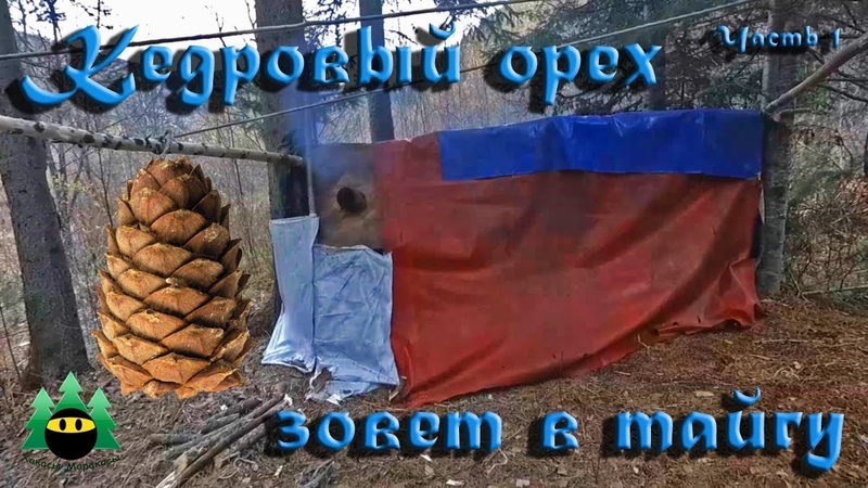 Кедровый орех зовет в тайгу (часть 1), Pine nut calling in the taiga (part