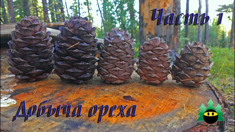 Добыча кедрового ореха (Часть1), Production of pine nuts ( Part