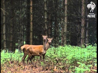 Deer In Cannock Chase (1972)
