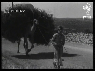 PALESTINE: British troops in Palestine (1936)