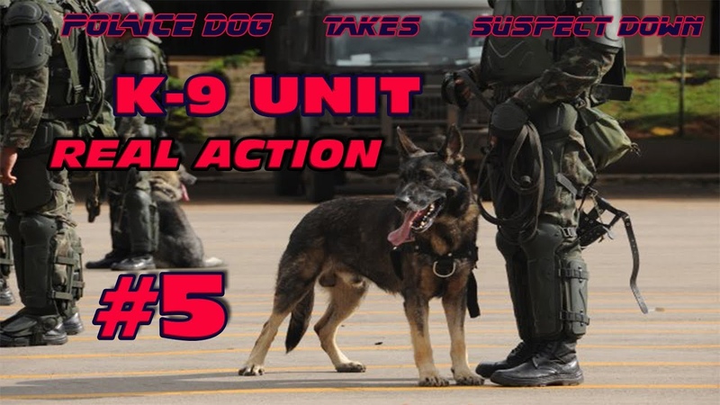 K 9 REAL ACTION 5, Police Dog Takes Suspect