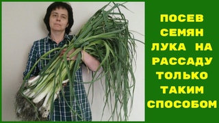 СЕМЕНА ЛУКА ПРОРАСТАЮТ КАК БЕШЕННЫЕ ПОСЛЕ ЭТОЙ ОБРАБОТКИ