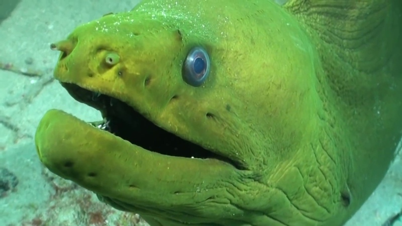 Fish Behavior Chased by Green