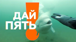 В Приморье дайвер заснял на камеру встречу с любопытной белухой