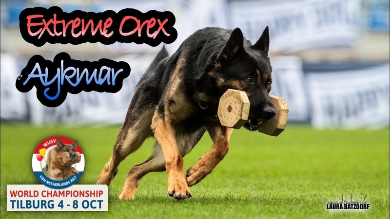 WUSV 2017 Marek Cerny Extreme Orex Aykmar Obedience B