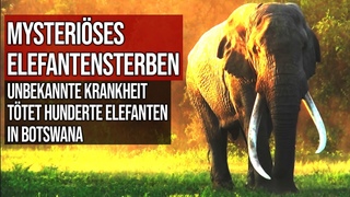 Mysteriöses Elefantensterben - Unbekannte Krankheit tötet hunderte Elefanten in Botswana