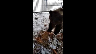 Рассказ об обитателях питомника. Озорная медведица Маша играет с пеньком
