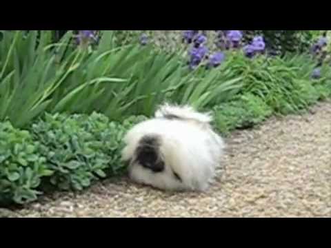 PEKINGESE: The morning in the Garden.