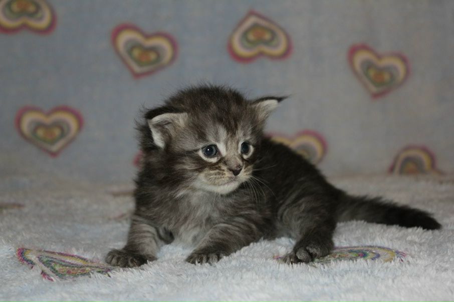 №73, Кирилл Яковлев, 31 год, Зеленоград №73, Кирилл Яковлев, 31 год, Зеленоград