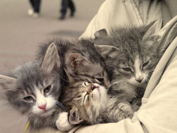 №4, Ирина Морозова №4, Ирина Морозова