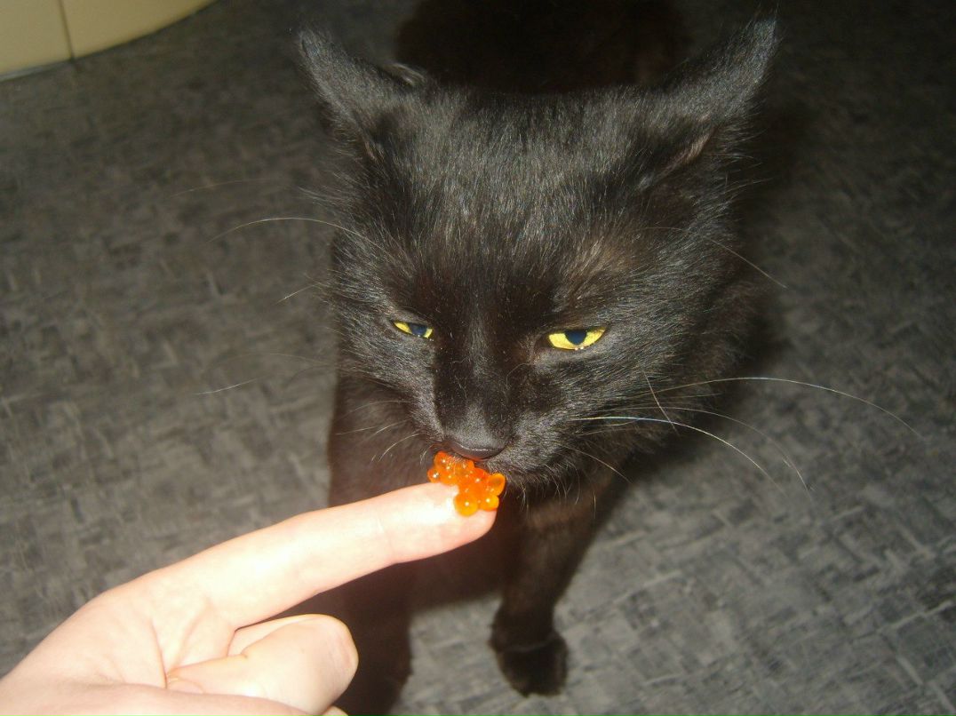 Ольга Рощинкина | Москва