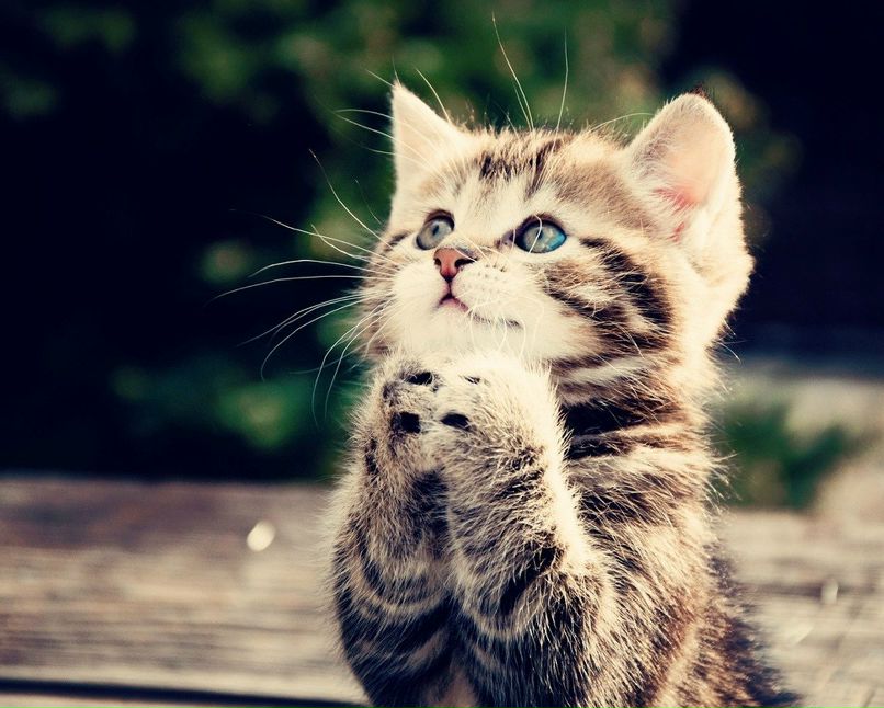 Наталья Карпова | Санкт-Петербург