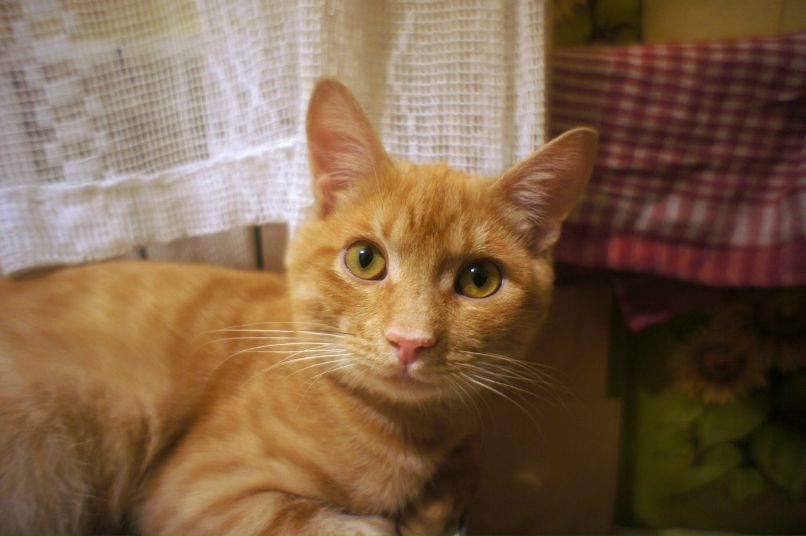 Александр Межерицкий Константинович | Харьков