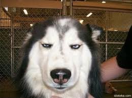 Ярослав Красуля Yasha | Севастополь