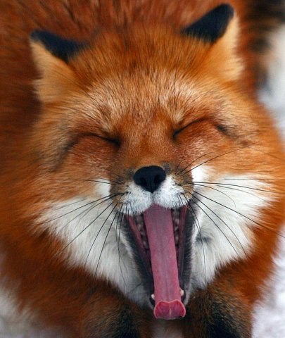 Евгений Fox | Лида