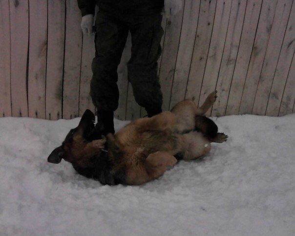 №66, Лёха Силин №66, Лёха Силин