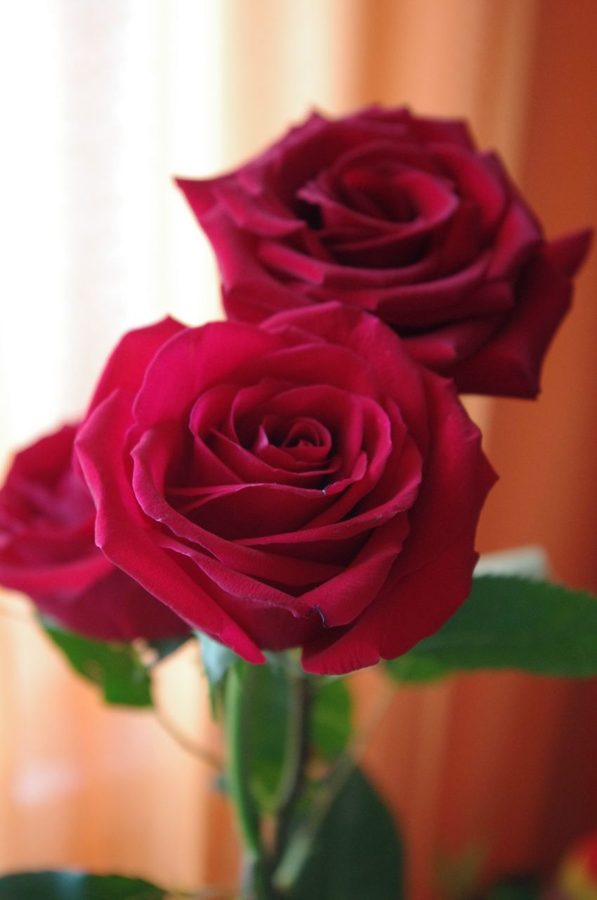 Настя Чучалина | Красноярск