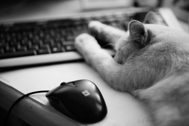 Никита Кит | 