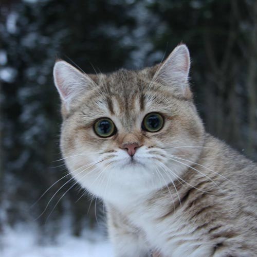 Аня Петрарка | Киев