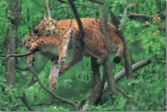 Ирина Одарюк | 