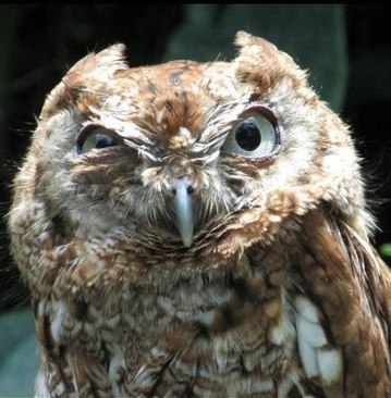 Александра Бухинник ✿Campbelli✿ | Новосибирск