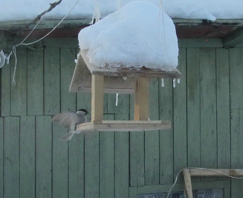 Мария Куропатенко | Санкт-Петербург