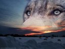 Фотография Сизова Алексея
