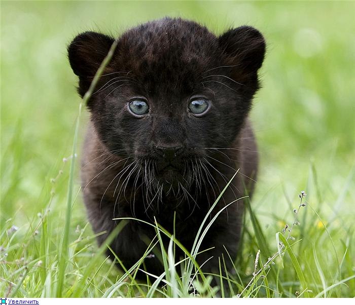 Наташа Геращенко | Киев