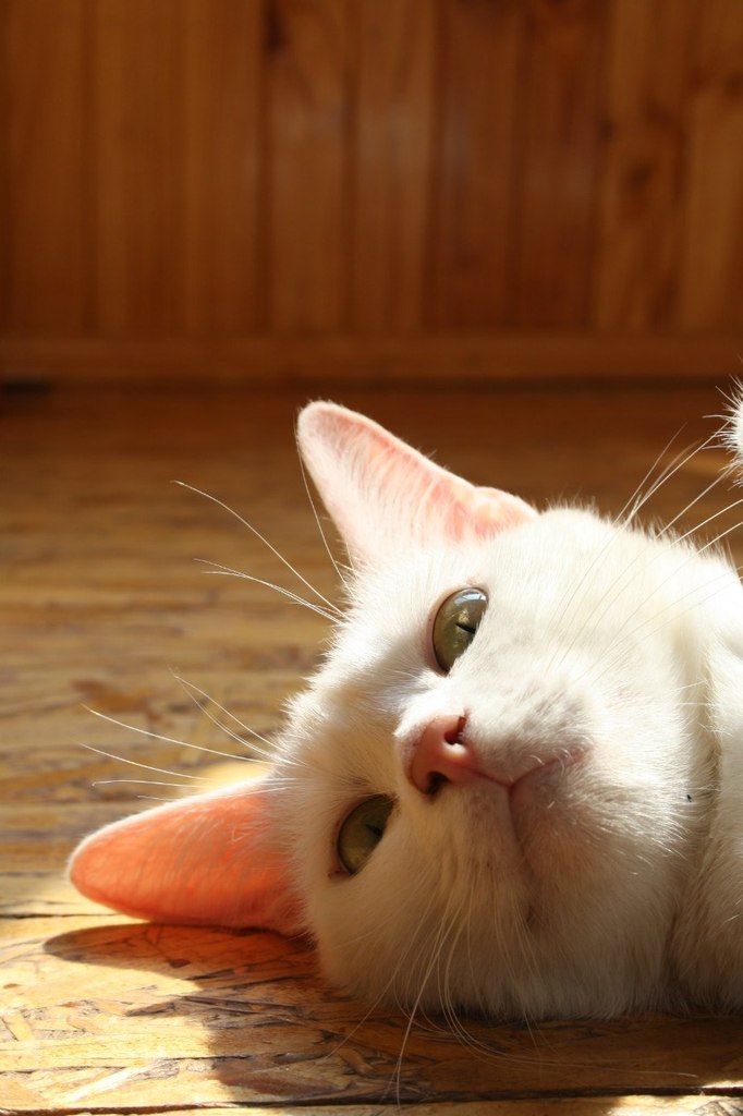 Настя Жукова | 