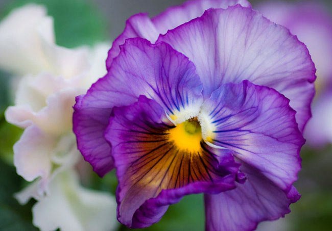 Анюта Марденская | Ухта