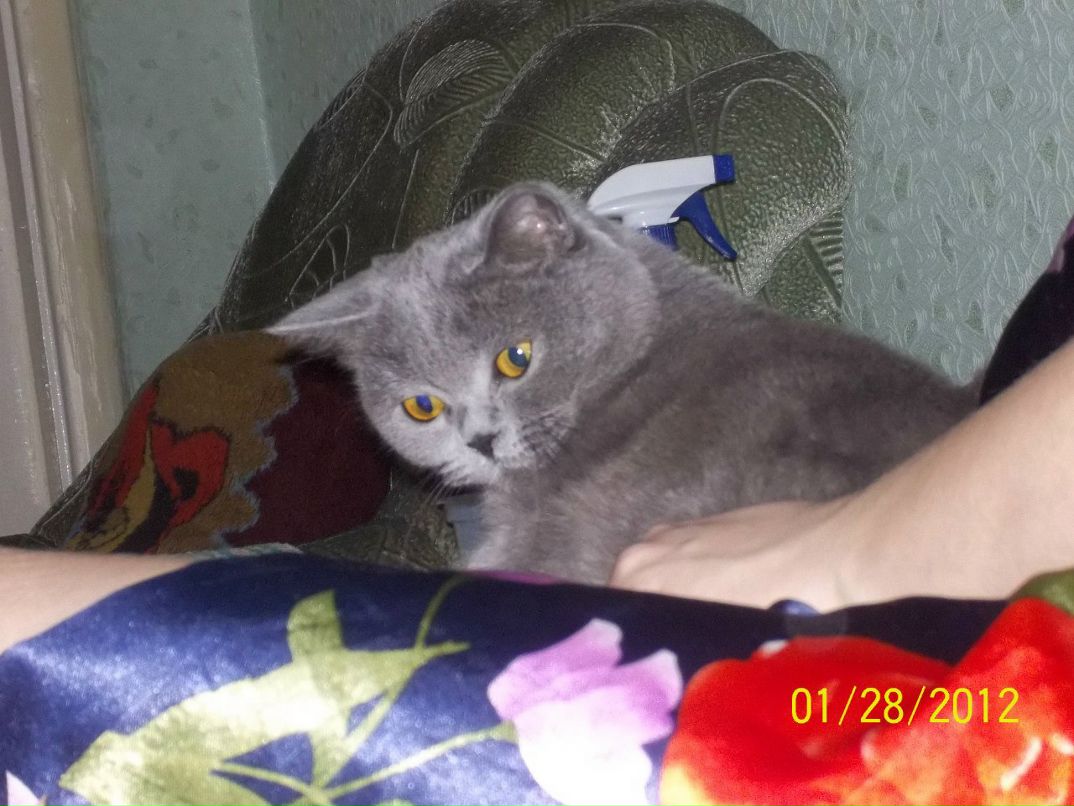 Яна Швед | Волноваха