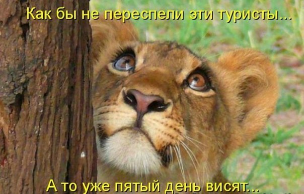 Александр Сварачевский | Тимошовка