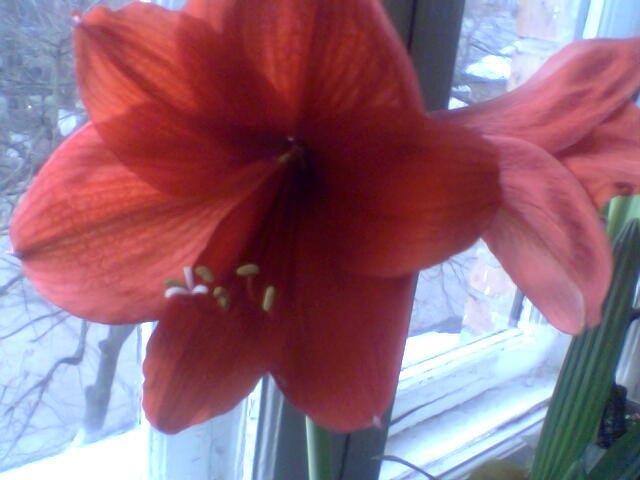 Светлана Буква | Бердичев