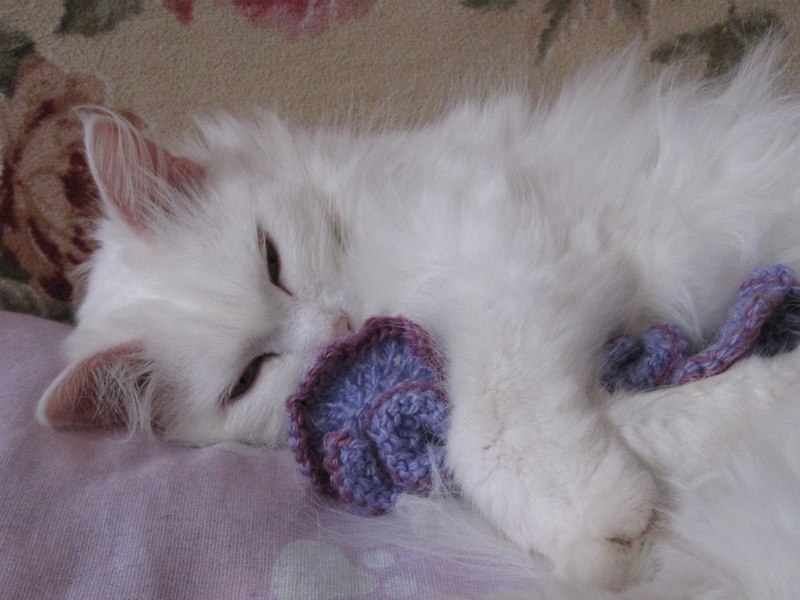 Lynx Yelloweyes with | Екатеринбург