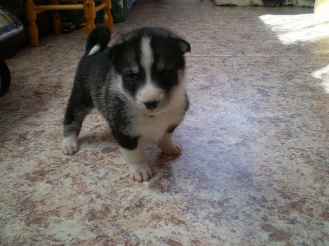 Виктория Кошилова | Грязовец