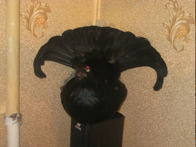 Дмитрий Киренков | 