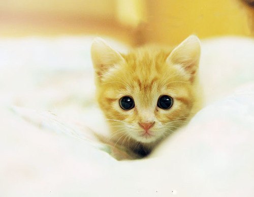 Катюша Красновская | Витебск