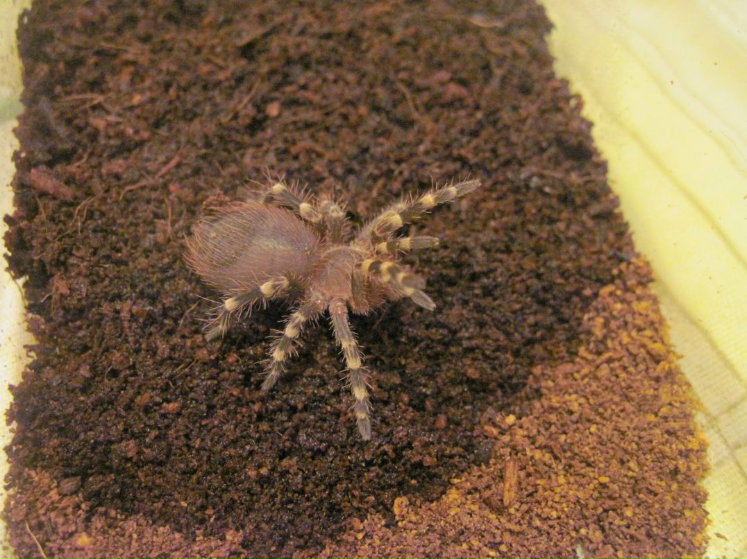 Жора Буряк | Wrocław