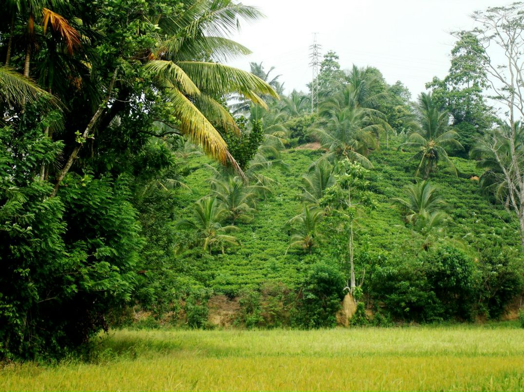 Виктория Матух | Киев