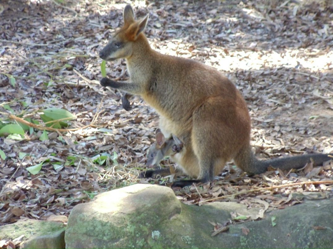 Антон Куделин | Sydney