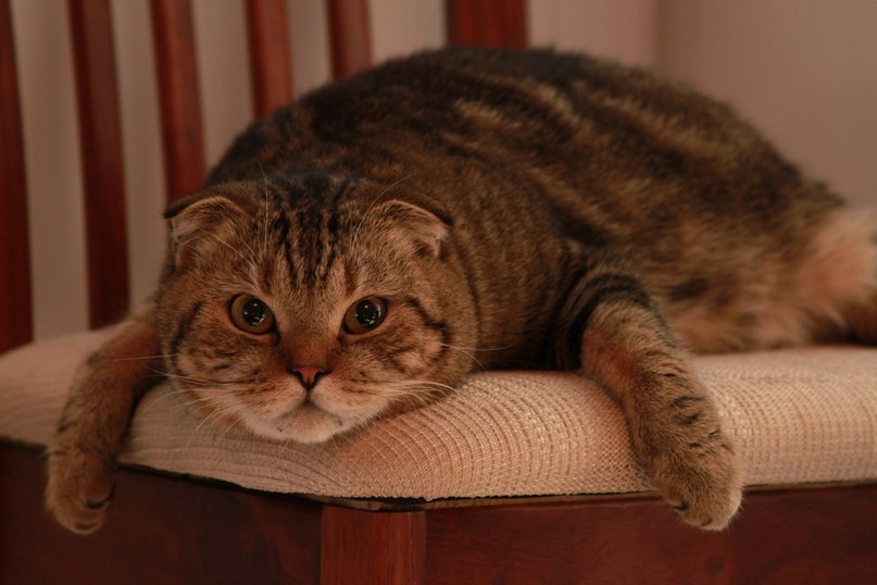 Daria Savonina Лиссова | Новосибирск