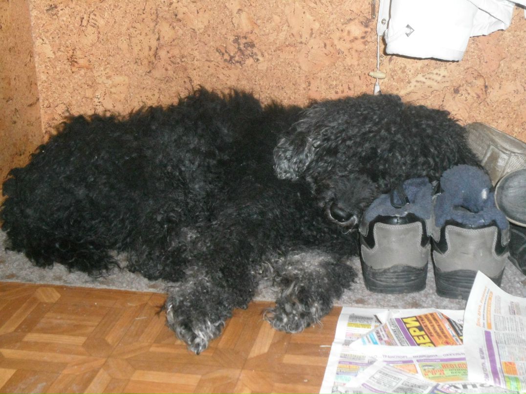 Волосатый Рик Кащей | Москва