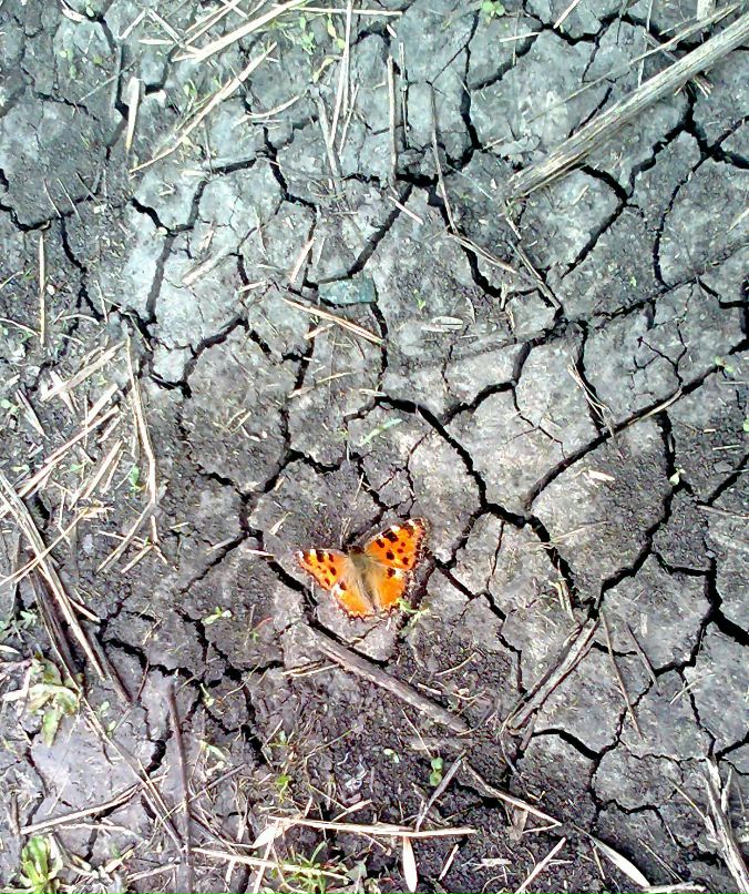 Оля Антоненко | 