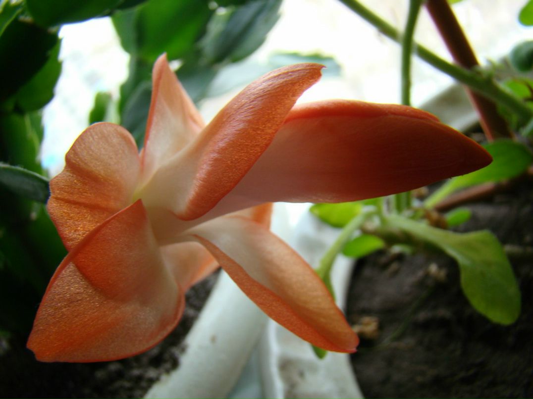 Антонина Гордий 