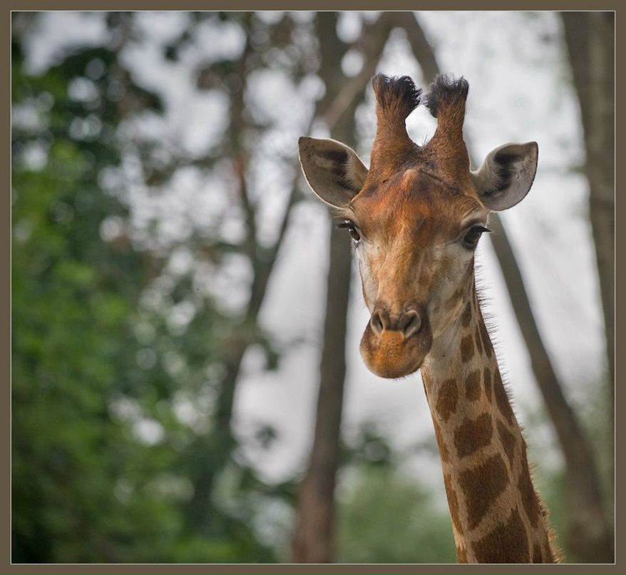 Дмитрий Коршиков | 